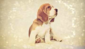 Картинка животные собаки щенок