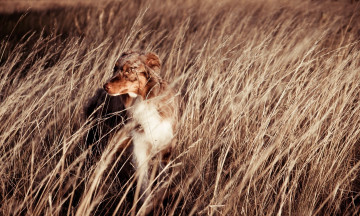 Картинка животные собаки колосья морда