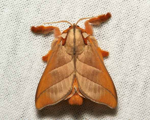 Обои картинки фото животные, бабочки, itchydogimages, макро, моль, бабочка, мохнатые, лапки