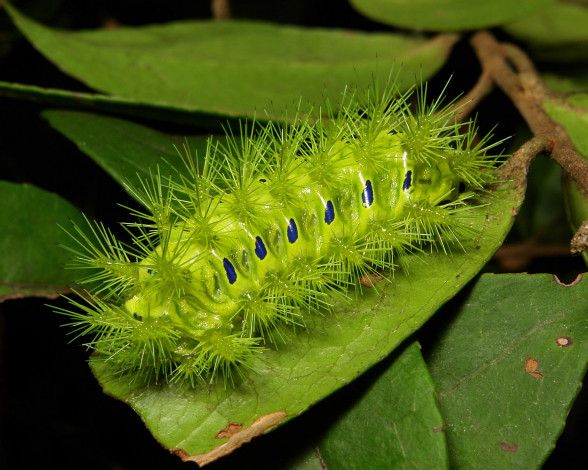 Обои картинки фото животные, гусеницы, itchydogimages, макро, веточка, листья, гусеница, зелёная