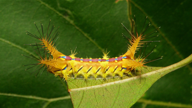 Обои картинки фото животные, гусеницы, гусеница, лист, макро, itchydogimages