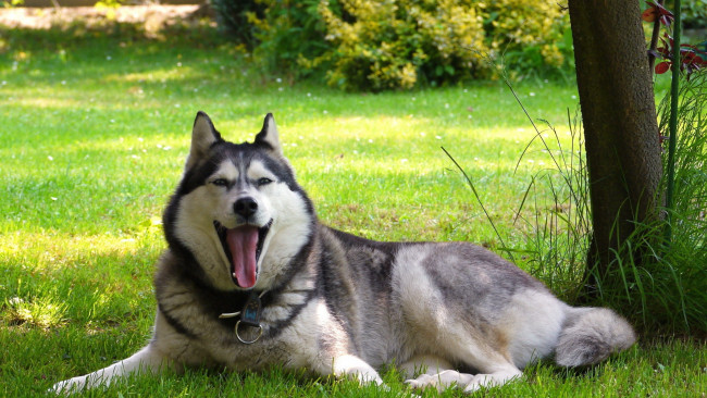 Обои картинки фото животные, собаки, взгляд