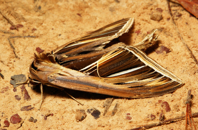 Обои картинки фото животные, бабочки, itchydogimages, макро, земля, моль, крылья