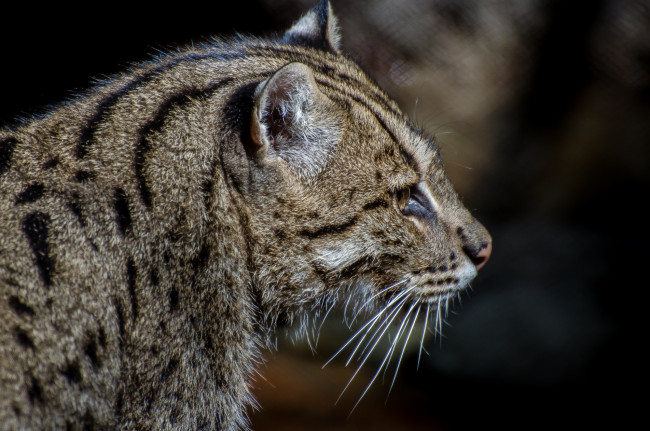 Обои картинки фото животные, дикие кошки, кошка-рыболов, морда, профиль, мех, усы, хищник