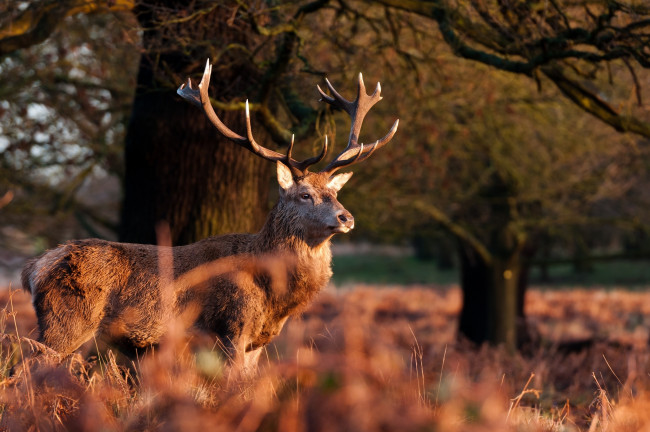 Обои картинки фото животные, олени, рога, морда, красавец, осень