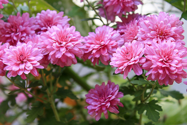 Обои картинки фото цветы, хризантемы, цветение, розовый