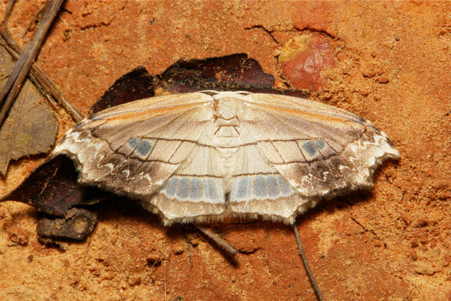 Обои картинки фото животные, бабочки, itchydogimages, макро, моль, мотылёк