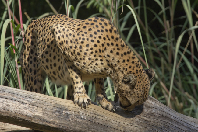 Обои картинки фото животные, гепарды, кошка, пятна, бревно, лапы, морда