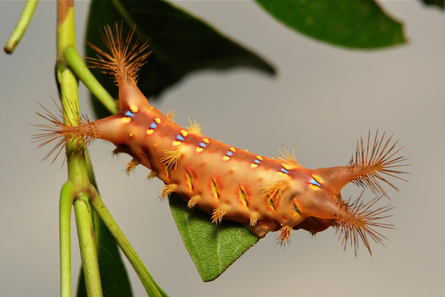 Обои картинки фото животные, гусеницы, макро, лист, гусеница, itchydogimages
