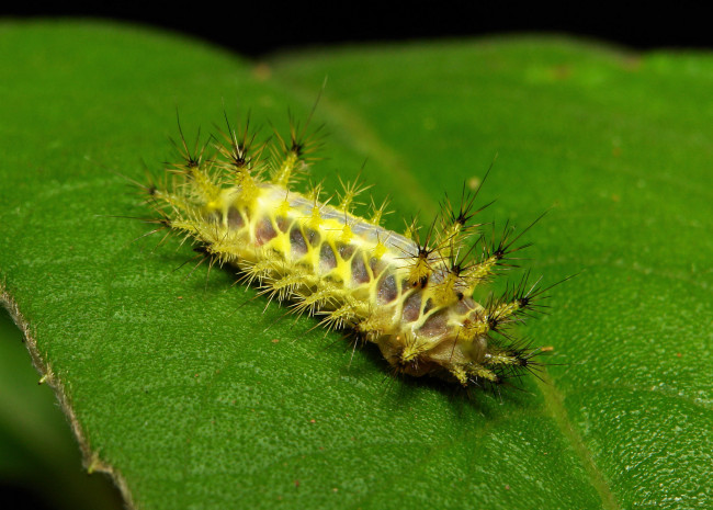 Обои картинки фото животные, гусеницы, itchydogimages, макро, лист, гусеница