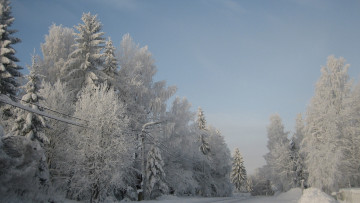 Картинка природа зима лес снег