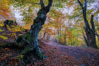 Картинка природа лес простор