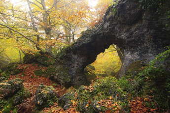 Картинка природа лес простор