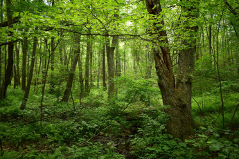 Картинка природа лес простор