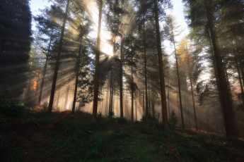 Картинка природа лес простор