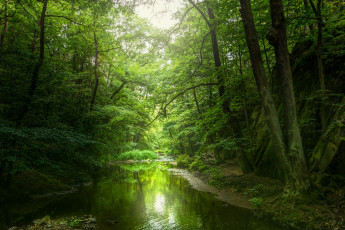 Картинка природа лес простор