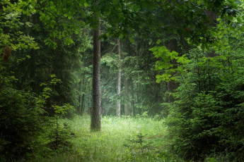 Картинка природа лес простор