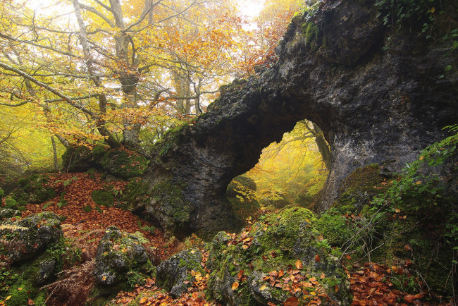 Обои картинки фото природа, лес, простор