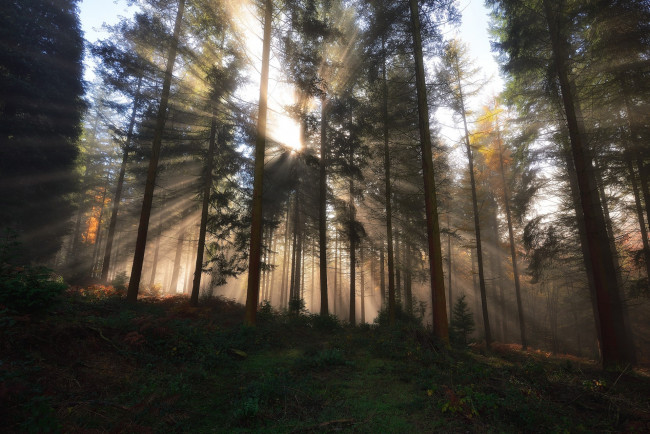 Обои картинки фото природа, лес, простор