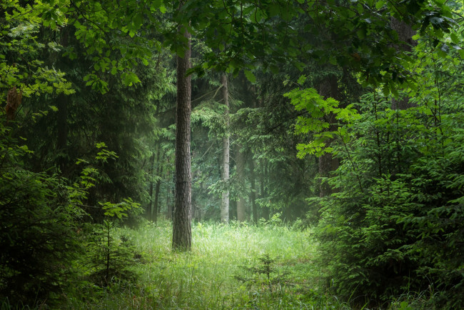 Обои картинки фото природа, лес, простор