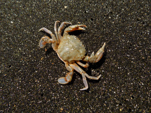 Картинка морская+фауна животные крабы +раки морская фауна