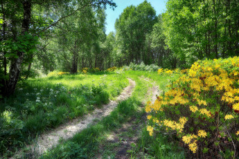 Картинка природа дороги простор