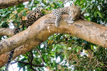 Картинка животные леопарды хищник