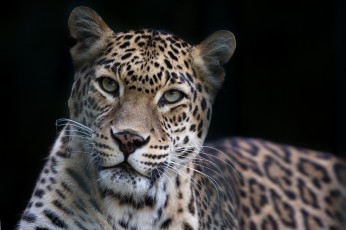 Картинка животные леопарды хищник