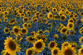 Картинка цветы подсолнухи поле
