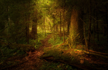 Картинка природа лес простор