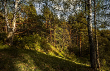 Картинка природа лес простор