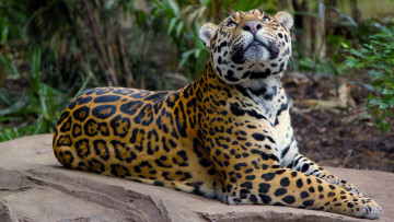 Картинка животные леопарды хищник