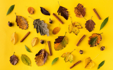 Картинка природа листья осенние leaves autumn background yellow корица colorful фон осень