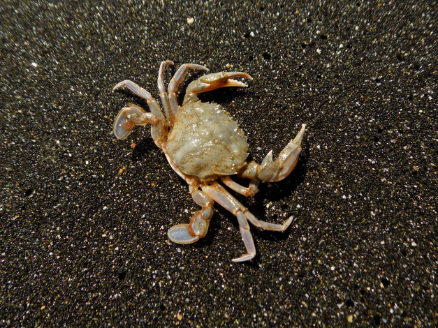 Обои картинки фото морская фауна, животные, крабы,  раки, морская, фауна