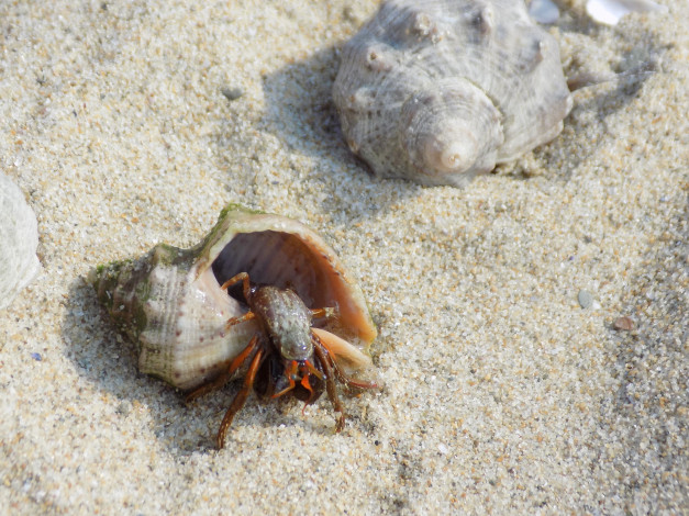 Обои картинки фото морская фауна, животные, крабы,  раки, морская, фауна