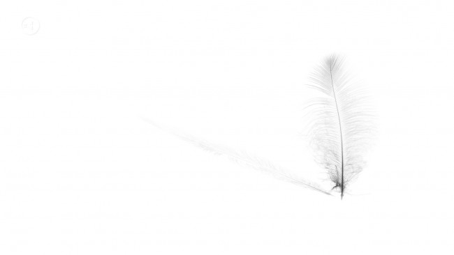 Обои картинки фото разное, перья, перо