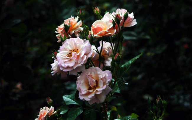 Обои картинки фото цветы, розы, куст
