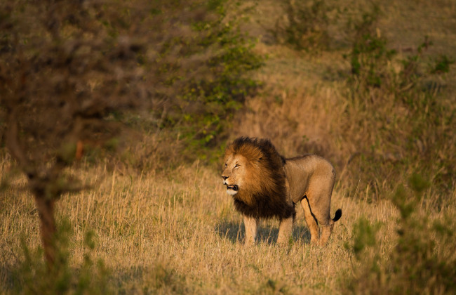 Обои картинки фото животные, львы, кустарники, внимание, дикая, кошка, прогулка, саванна, грива, лев, хищник, поза, природа, ветки, деревья, свет, взгляд, трава, поле