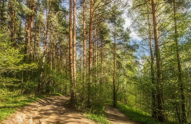 Обои картинки фото природа, лес, простор