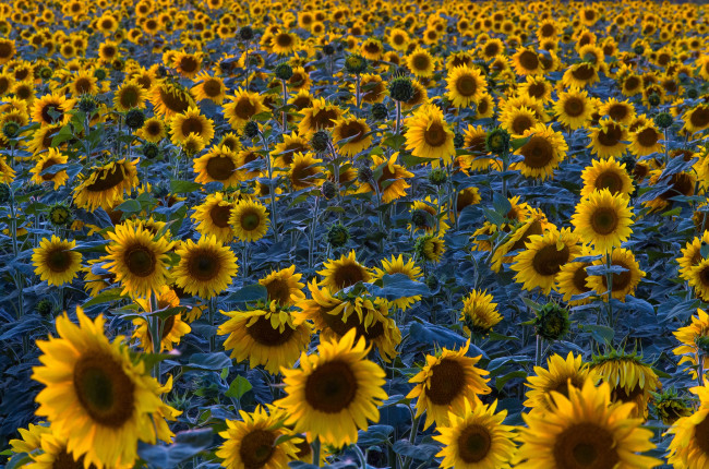 Обои картинки фото цветы, подсолнухи, поле
