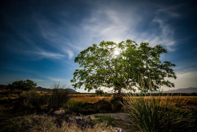 Обои картинки фото природа, деревья, простор