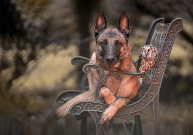 Обои картинки фото животные, разные вместе, дружба, фон, птица, сова, парк, скамейка, друзья, бельгийская, овчарка, портрет, собака, лавочка