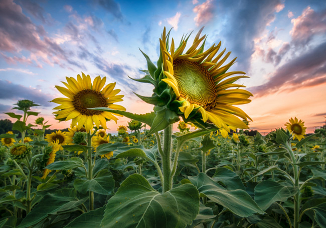 Обои картинки фото цветы, подсолнухи, поле