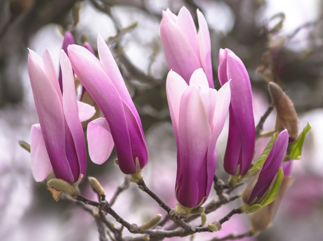 Обои картинки фото цветы, магнолии, розовая, магнолия, бутоны