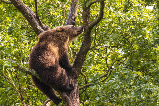 Обои картинки фото животные, медведи, медведь, бурый, гризли, кодьяк, животное, хищник, млекопитающее, хордовые