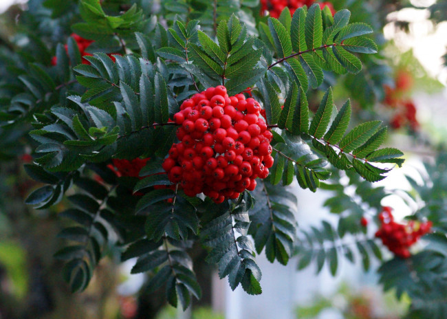 Обои картинки фото природа, ягоды,  рябина, рябина