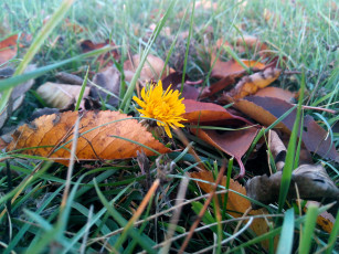 Картинка природа листья трава одуванчик