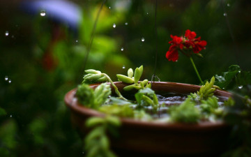 обоя цветы, герань