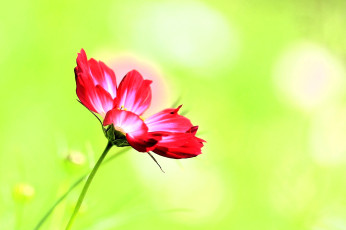обоя цветы, космея, красная