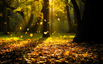 Картинка 3д+графика природа+ nature лес деревья осень листья